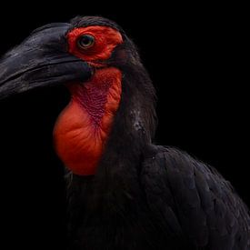 Schöne Horned Raven mit schwarzem Hintergrund von Roel  van Moorsel