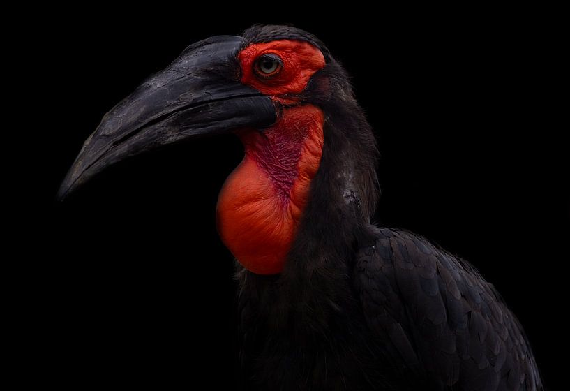 Schöne Horned Raven mit schwarzem Hintergrund von Roel  van Moorsel