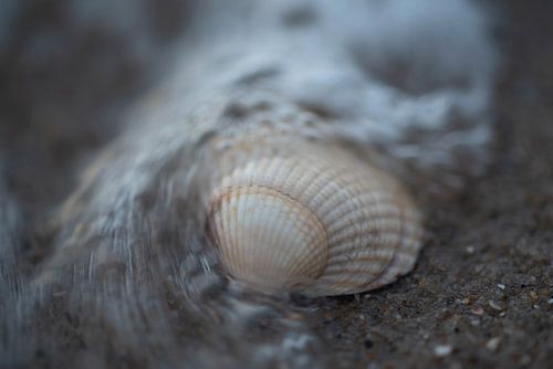 Shell in the surf