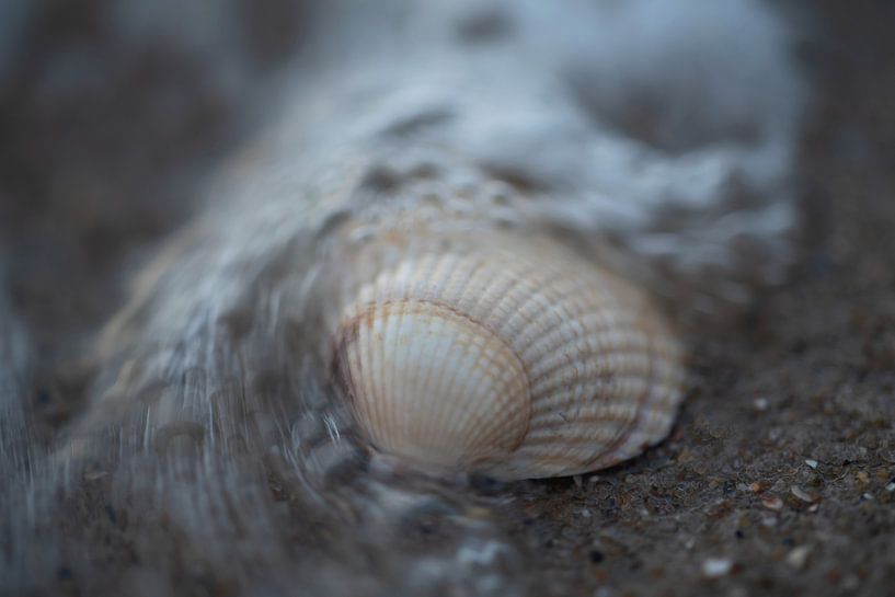 Shell in the surf by Marleen van Es
