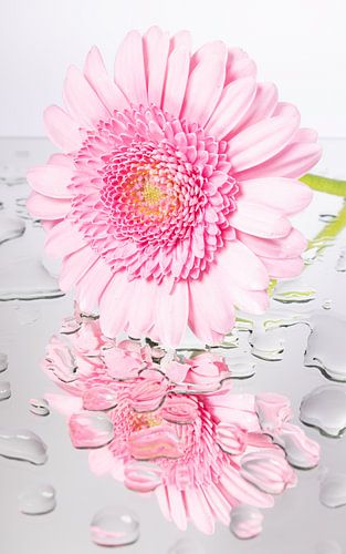 Licht roze Gerbera ( op spiegelend oppervlak met druppels)