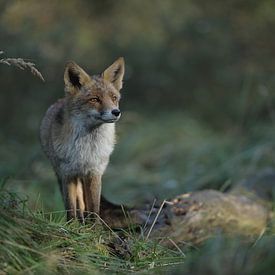 Fox von Bianca Verweij