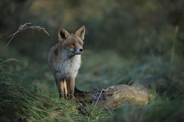 Fox by Bianca Verweij