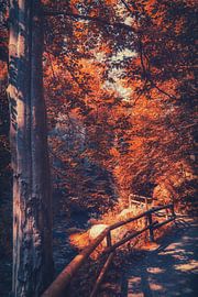 Wanderweg am Kirnitzschtal. Spazieren zwischen Felsen und Sandsteinen von Jakob Baranowski - Photography - Video - Photoshop