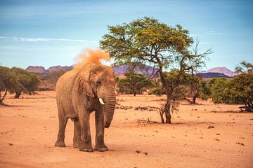 Namibië Damaraland woestijnolifant met struikgewas van Jean Claude Castor