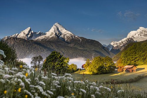 Watzmann met bloemenweide