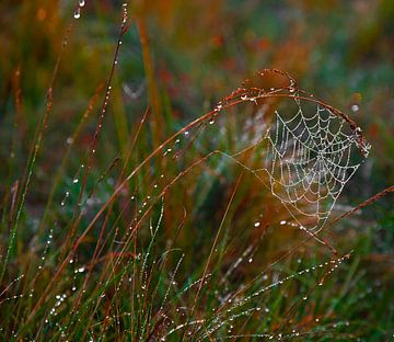 Spinnenweb bedekt met waterdruppels van Miny'S