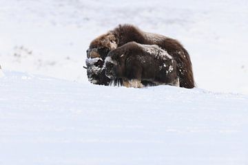 Bœuf musqué en hiver dans le parc national de Dovrefjell-Sunndalsfjella en Norvège