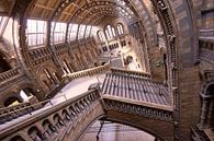 Natuurhistorisch museum Londen / Natural History museum London van Michael Echteld thumbnail