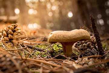 paddestoel in het bos 2015 03 van Arjen Schippers