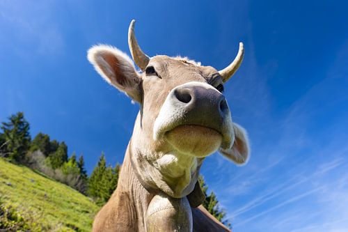Melkkoe, Allgäuer Braunvieh, alpenweide, bij Oberstdorf, Allgäu
