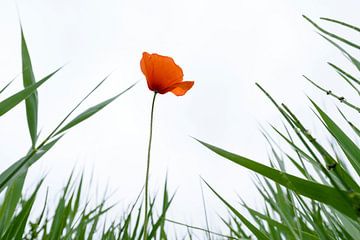 Lonely Poppy by Richard Guijt Photography