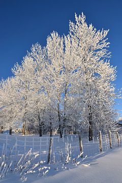 IJzige bomen in de winter van Claude Laprise