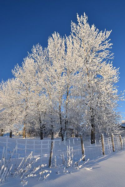 Icy trees in winter by Claude Laprise