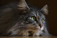 Noorse Boskat Portret
