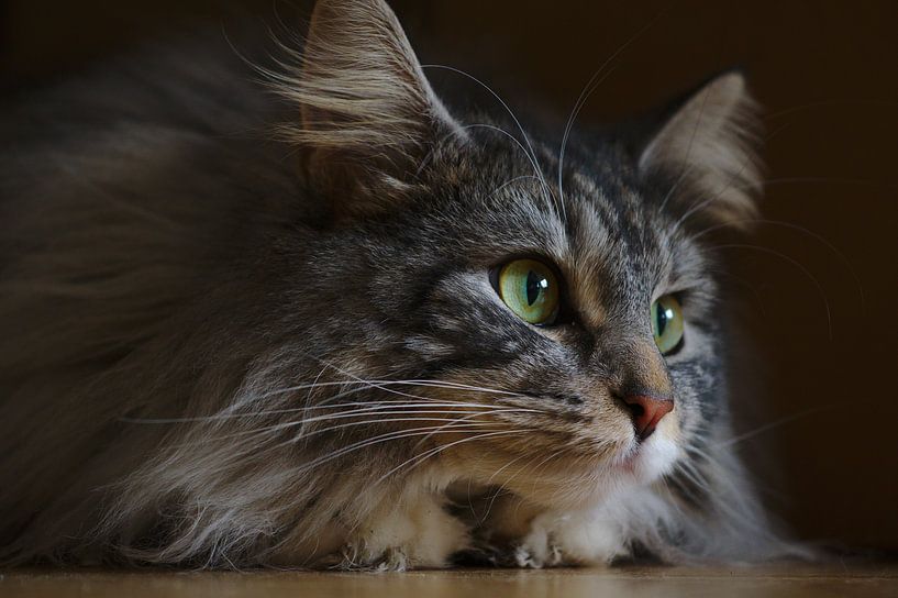 Norwegische Waldkatze Porträt von Thomas Wagner