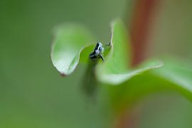 Libelle by Esther Erkelens