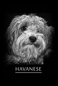 Havaneser