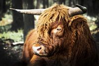 Schotse Hooglander
