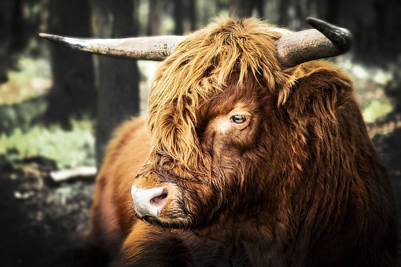 Scottish Highlander by Richard Kamphuis