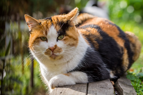 Straatkat in Istanbul
