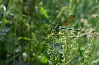 Libelle in natürlicher Landschaft von Breezy Photography and Design Miniaturansicht