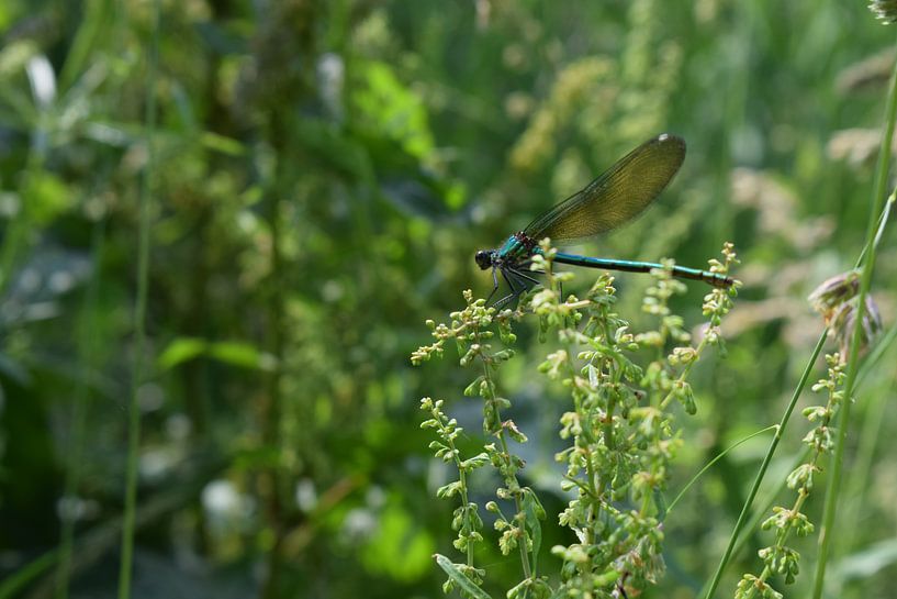 Libelle in natürlicher Landschaft von Breezy Photography and Design