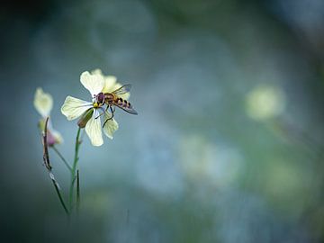 Insecten | Zweefvlieg op bloem van Janneke van der Pol