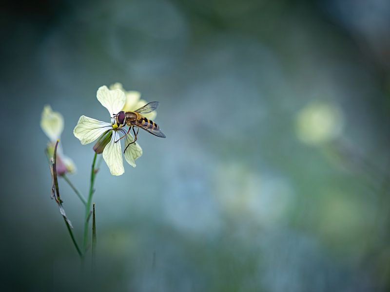 Insects | Hoverfly on flower by Janneke van der Pol
