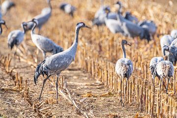 Kraanvogels rusten en voeden in een veld tijdens de herfst