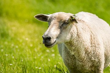 Sheep by Adri Rovers