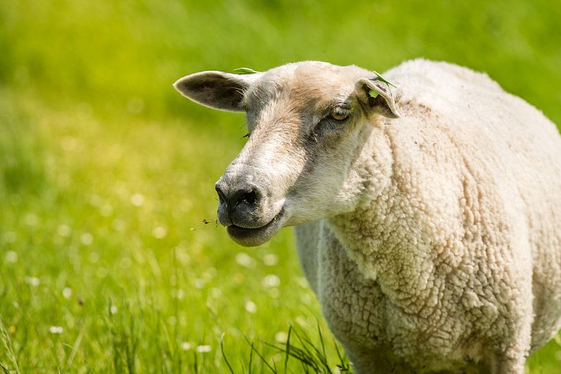 Schaap van Adri Rovers