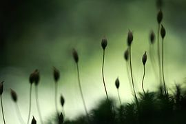 Mooskapseln sur Jana Behr