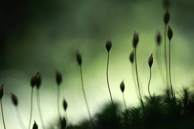 Mooskapseln von Jana Behr