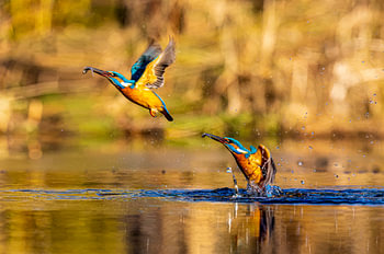 Double hunting kingfisher