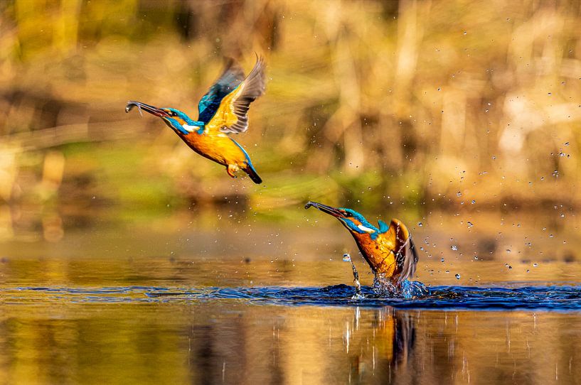 Dubbele jagende ijsvogel uit het water met visje van Henk van Dijk