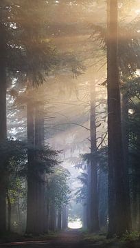 Forêt de conte de fées dans la lumière du matin