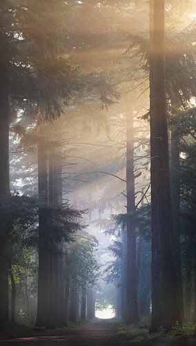 Forêt de conte de fées dans la lumière du matin sur Maayke Klaver