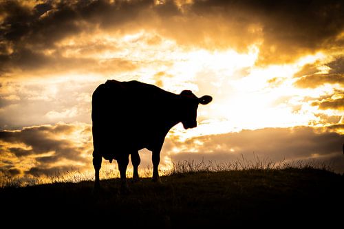 Silhouet van een koe bij zonsondergang
