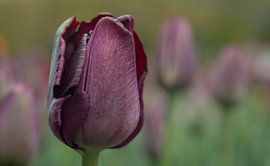 Paars by Karin Tebes