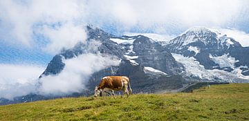 grazende koe  voor Eiger Northface Zwitserse Alpen van SusaZoom