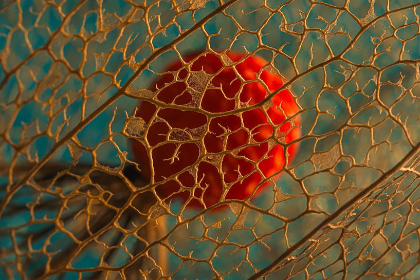 Pris dans une cage d'or sur fond turquoise par Marjolijn van den Berg