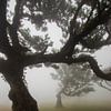 Mysticisme dans la forêt de Fanal, Madère sur Nynke Altenburg