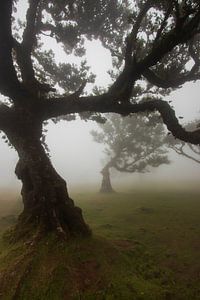 Mysticisme dans la forêt de Fanal, Madère