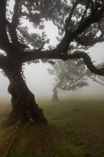 Mysticisme dans la forêt de Fanal, Madère sur Nynke Altenburg