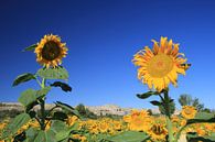 The Two Sunflowers van Cornelis (Cees) Cornelissen thumbnail