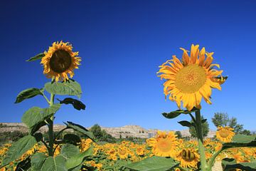 The Two Sunflowers van Cornelis (Cees) Cornelissen