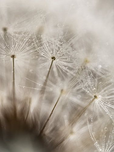 Pluisjes in de pluizenbol