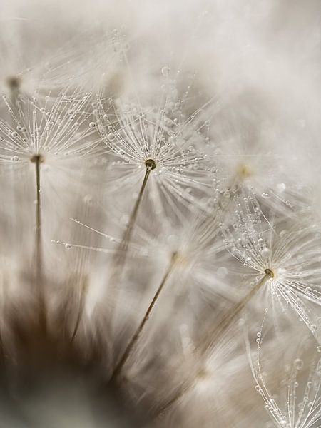 Fluff in the fluff ball by Marjolijn van den Berg