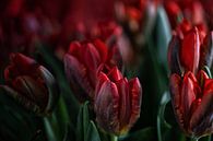 Proof of love by Petra Dreiling-Schewe thumbnail